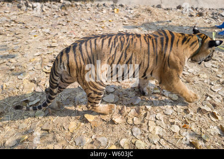 Buddista e Tourist interagendo con le Tigri a Tiger tempio in Kanchanaburi, Thailandia del Nord,le tigri del Bengala sono usati per interagire. Foto Stock