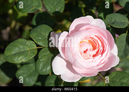 La regina di Svezia varietà di rosa Inglese (Rosa austiger) allevati da David Austin - close-up di rosa pallido fiore. Foto Stock