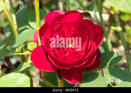 Darcey Bussell varietà di inglese rosa ad arbusto allevati da David Austin. Close-up di un crimson-fiore rosa o fiore. Rosa Ausdecorum. Foto Stock