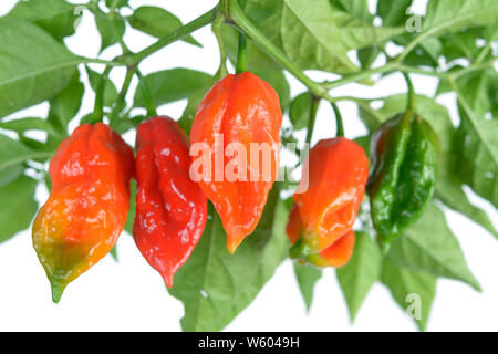 Il più caldo il pepe dal Cile: bhut jolokia Foto Stock