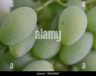 Close up verde uva bianca Foto Stock