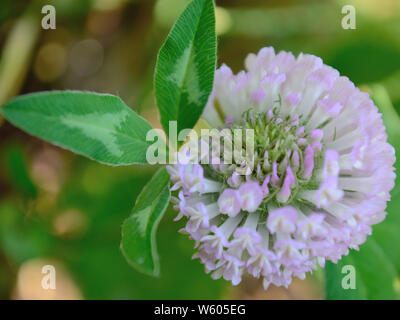 Close up di trifoglio rosso Trifolium pratense Foto Stock