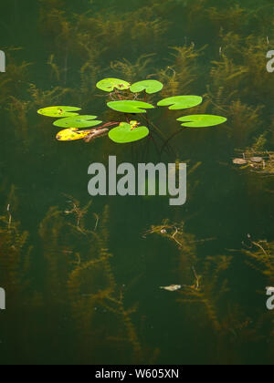 Annaffiare le piante che crescono in un piccolo stagno, acqua gialla-LILY (Nuphar lutea), Myriophyllum Foto Stock