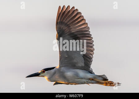 Nero notte incoronato heron vola vicino con la luce del mattino che splende su di esso. Foto Stock