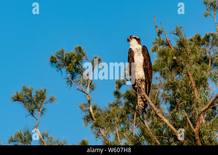 Osprey in un albero con lo sguardo nella distanza su di una luminosa giornata di sole Foto Stock