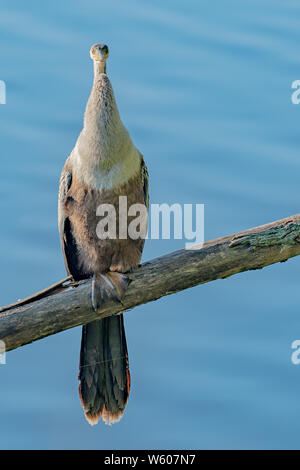 Anhinga siede su un albero morto il ramo sopra l'acqua Foto Stock