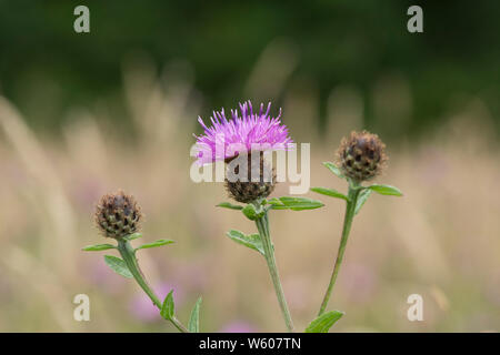 Fiordaliso, Hardheads, Fiordaliso nero, Centaurea nigra, nel selvaggio fiore prato, Sussex, Luglio Foto Stock