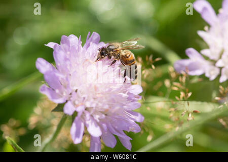 L'alimentazione delle api sul campo scabious, Knautia arvense, Sussex, Regno Unito, Luglio Foto Stock