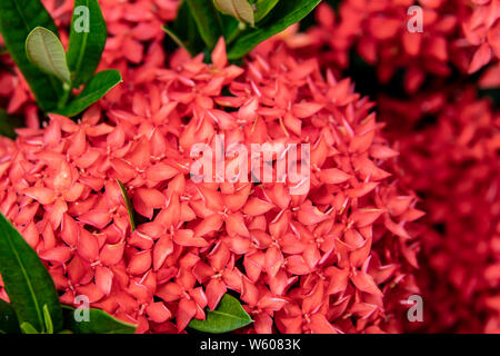 Rosso-sfera arancione di fiori (Ixora) in Florida Foto Stock