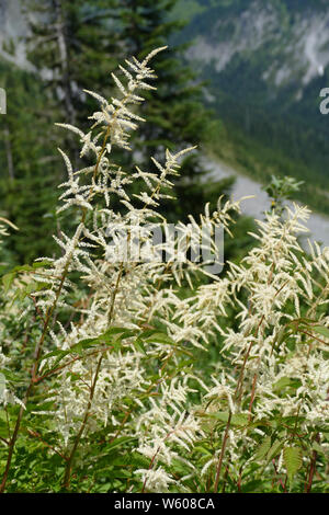 Olmaria , regina di PRATO ( Filipendula ulmaria ), della famiglia delle Rosaceae salicina in primo luogo è stato sintetizzato da Spiraea ulmaria - il vecchio nome latino fo Foto Stock