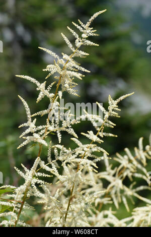 Olmaria , regina di PRATO ( Filipendula ulmaria ), della famiglia delle Rosaceae salicina in primo luogo è stato sintetizzato da Spiraea ulmaria - il vecchio nome latino fo Foto Stock