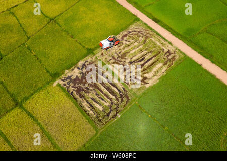 Vista aerea del riso che è raccolto in un pittoresco risone Foto Stock