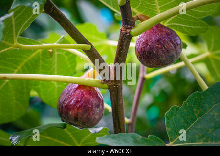 Ficus racemosa (syn. Ficus glomerata Roxb.) è una specie di piante della famiglia Moraceae. Popolarmente conosciuta come il cluster fico, Foto Stock