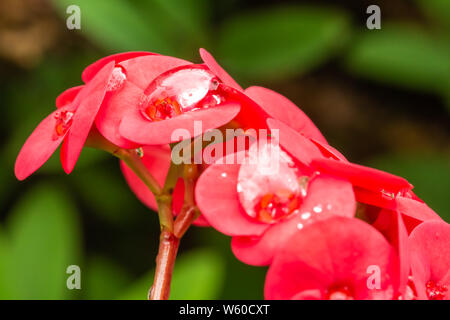 Fotografia macro di grandi goccioline di acqua sul rosso dei fiori della pianta di Cristo (Euphorbia Milii), prese a Nanyuki, Kenya. Foto Stock