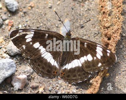 Un bianco admiral butterfly (Limenitis Camilla) poggia con ali aperte sul terreno in una pista forestale. Bedgebury Forest, Kent, Regno Unito. Foto Stock