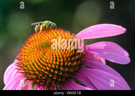 Un strisce bicolore il sudore Bee raccoglie il polline di un fiore di echinacea in un giardino pubblico a Toronto, Ontario del quartiere di Greektown. Foto Stock