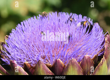 Una varietà di insetti compreso il miele api (Apis mellifera), un buff tailed bumblebee (Bombus terrestris), coleotteri, solitaria api e vespe solitarie sono Foto Stock