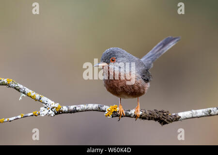 Dartford trillo, (Sylvia undata), appollaiato su un ramo di un albero. Spagna Foto Stock