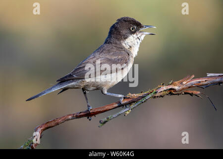 Western Orphean trillo (Sylvia hortensis), nel suo ambiente naturale. Foto Stock