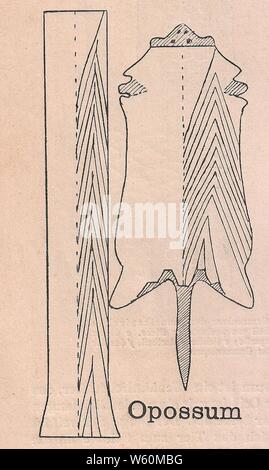 Das Kürschner-Handwerk, II. Auflage 3. Teil, S. 82. Verarbeitung der Possumfelle. Foto Stock