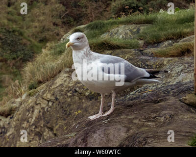 Porto ISAACS E POLPERRO CORNWALL Foto Stock