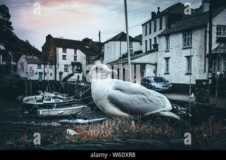 Porto ISAACS E POLPERRO CORNWALL Foto Stock