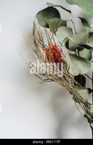 Fiori Secchi dalla pianta di stanza in Leeds, Yorkshire. Foto Stock