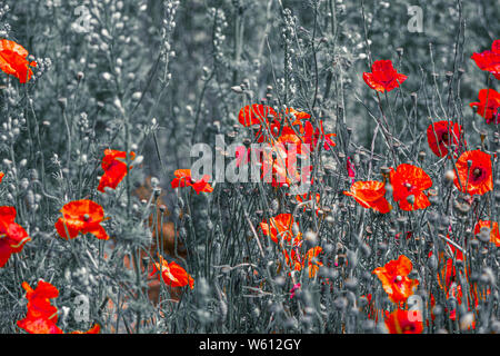 Papaveri WILD IN GLOUCESTERSHIRE Foto Stock