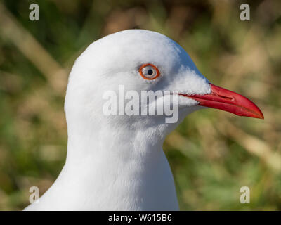 Closeup di un gabbiano piume bianco con becco d'arancia e occhio bianco con bordo arancione, Australia Foto Stock