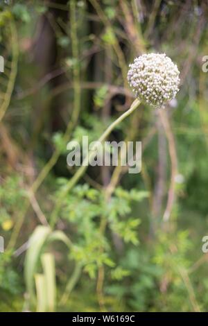 Un singolo allium impianto. Foto Stock