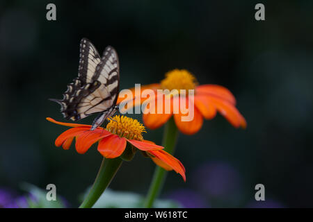 Giallo a coda di rondine su arancione girasole messicano Foto Stock