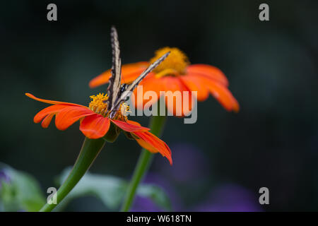 Giallo a coda di rondine su arancione girasole messicano Foto Stock