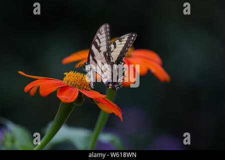 Giallo a coda di rondine su arancione girasole messicano Foto Stock