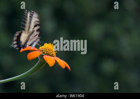 Giallo a coda di rondine su arancione girasole messicano Foto Stock