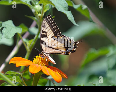 Yellow Tiger a coda di rondine su Girasole messicano Foto Stock