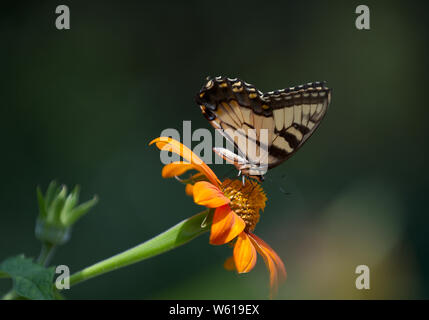 Yellow Tiger a coda di rondine su Girasole messicano Foto Stock