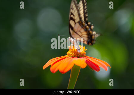 Yellow Tiger a coda di rondine su Girasole messicano Foto Stock