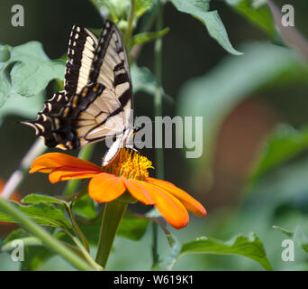 Yellow Tiger a coda di rondine su Girasole messicano Foto Stock