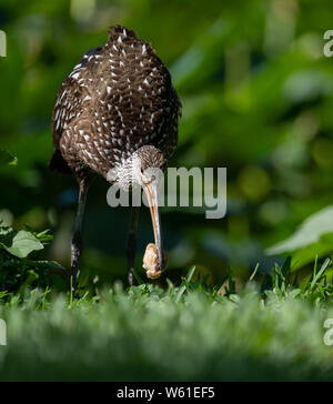 Limpkin nel sud della Florida Foto Stock