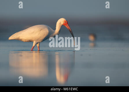 Ibis bianco in Florida Foto Stock