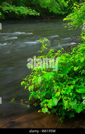 Quinnipiac fiume lungo Quinnipiac River Gorge Trail, Meriden sentiero lineare, Meriden, Connecticut Foto Stock