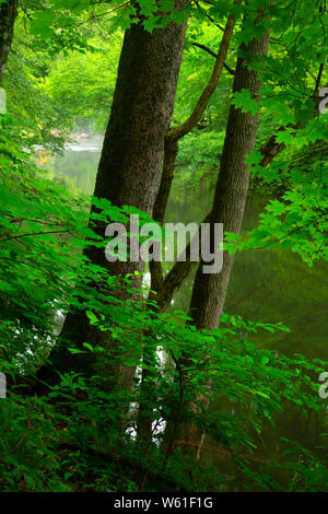 Quinnipiac fiume lungo Quinnipiac River Gorge Trail, Meriden sentiero lineare, Meriden, Connecticut Foto Stock