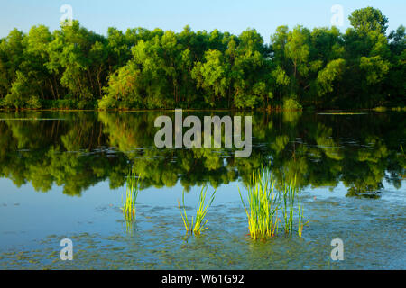 Hannover lungo stagno Stagno di Hannover sentiero lineare, Dossin Beach Park, Meriden, Connecticut Foto Stock