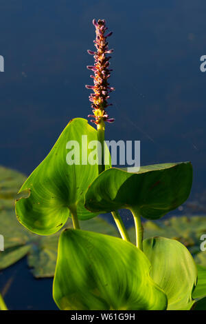 Pickerelweed (Pontederia cordata) lungo il laghetto di Hannover sentiero lineare, Dossin Beach Park, Meriden, Connecticut Foto Stock