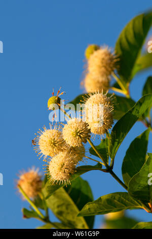 Buttonbush lungo il laghetto di Hannover sentiero lineare, Dossin Beach Park, Meriden, Connecticut Foto Stock