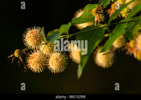 Buttonbush lungo il laghetto di Hannover sentiero lineare, Dossin Beach Park, Meriden, Connecticut Foto Stock