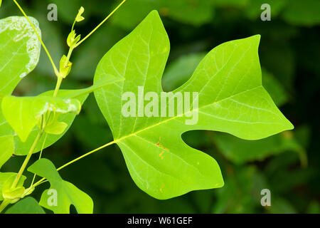 Tulip tree (Liriodendron Tulipifera) foglie lungo il laghetto di Hannover sentiero lineare, Dossin Beach Park, Meriden, Connecticut Foto Stock