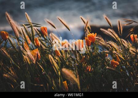 Fotografia a fuoco selettivo di fiori arancioni con sfondo sfocato Foto Stock