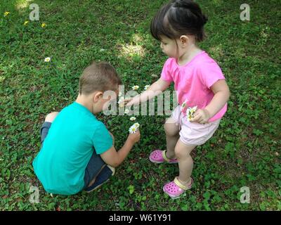 Bambini picking dasies selvatico Foto Stock