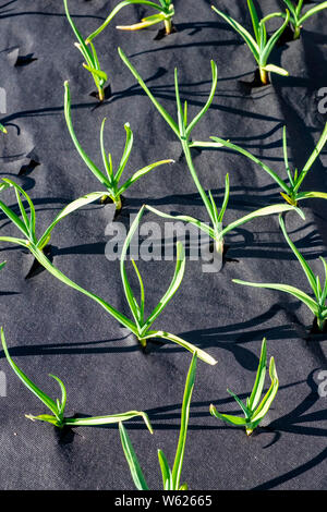 Aglio giovani piante protette da erbacce da essendo cresciuto attraverso weed gunnel tessuto Foto Stock